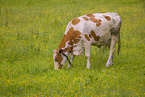 Holstein-Rind