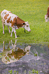 Holstein-Rinder