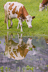 Holstein-Rinder