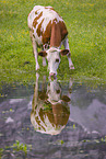 Holstein-Rind