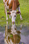 Holstein-Rind