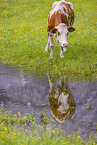 Holstein-Rind