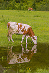 Holstein-Rind