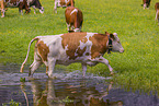 Holstein-Rinder