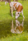 Holstein-Rinder
