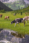 Holstein Friesian