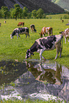 Holstein Friesian