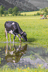 Holstein-Friesian