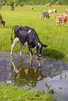 Holstein-Friesian
