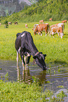 Holstein-Friesian