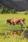 Holstein-Rind