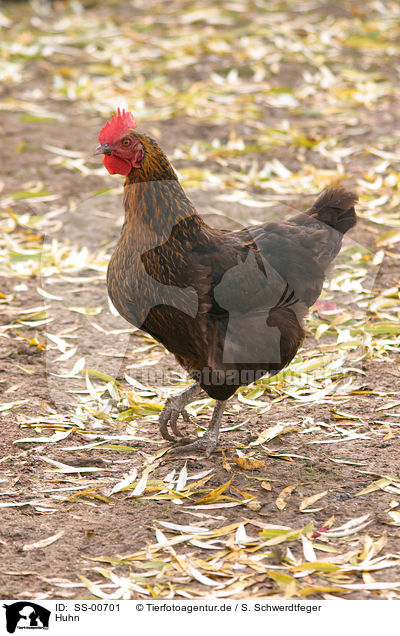 Huhn / chicken / SS-00701