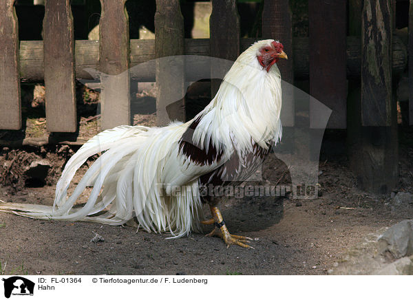 Hahn / cock / FL-01364