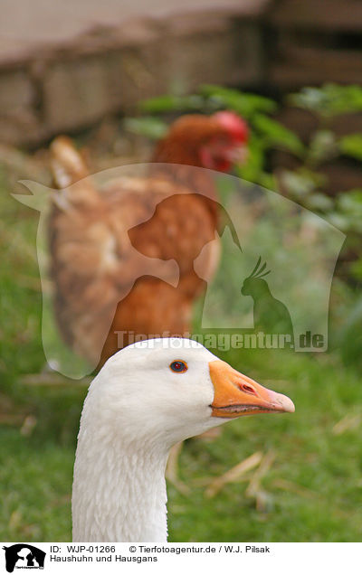 Haushuhn und Hausgans / domestic fowl and goose / WJP-01266
