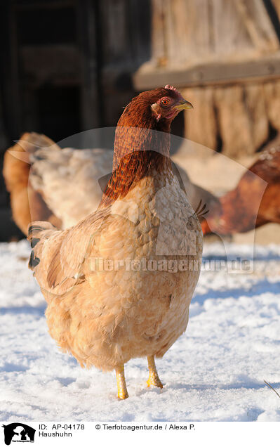 Haushuhn / domestic fowl / AP-04178