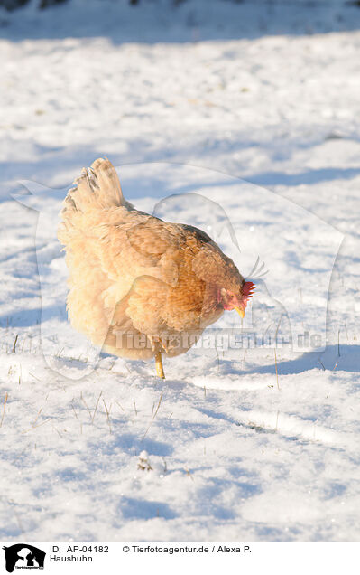 Haushuhn / domestic fowl / AP-04182