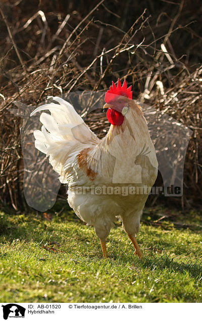 Hybridhahn / hybrid chicken / AB-01520