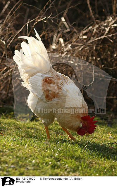 Hybridhahn / hybrid chicken / AB-01620