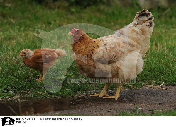 Hhner / chickens / AP-05705