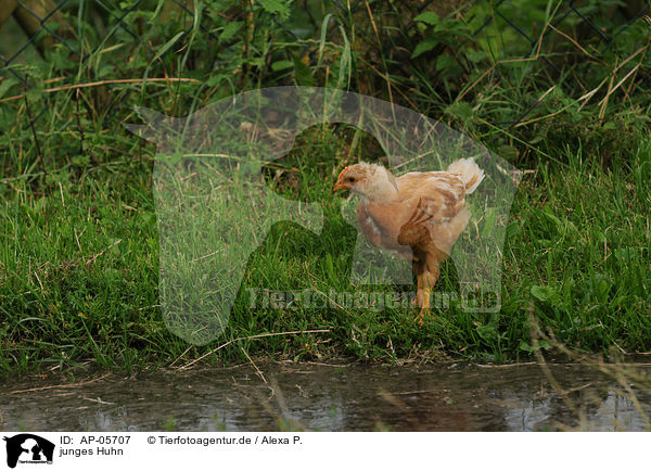 junges Huhn / young chicken / AP-05707