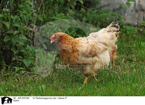 Huhn / chicken / AP-05709
