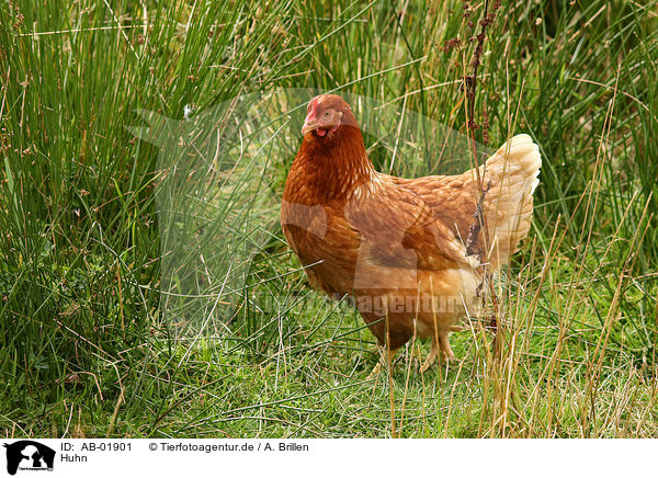 Huhn / chicken / AB-01901