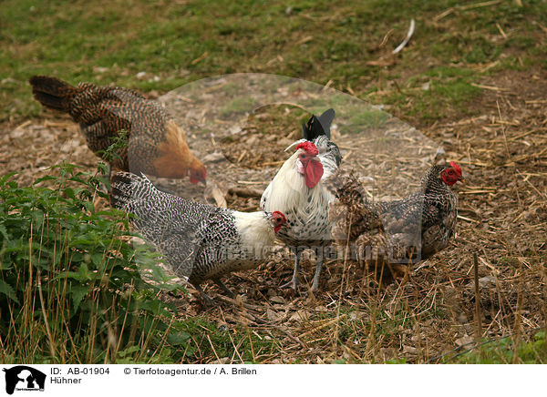 Hhner / chicken / AB-01904
