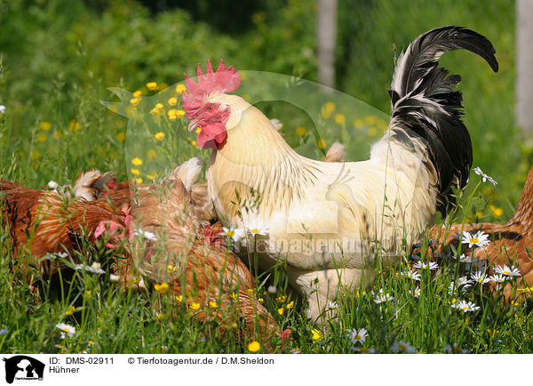 Hhner / chicken / DMS-02911