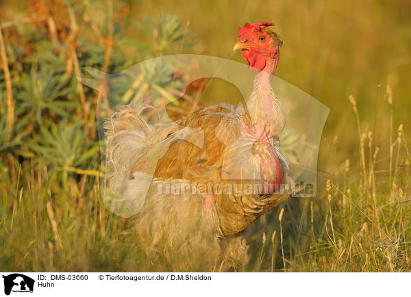Huhn / chicken / DMS-03660