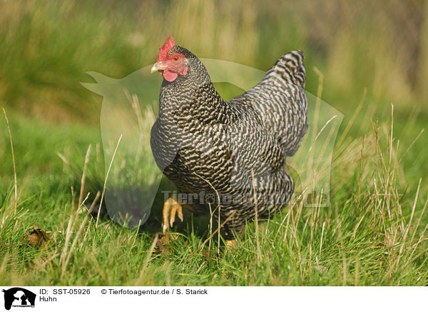 Huhn / chicken / SST-05926