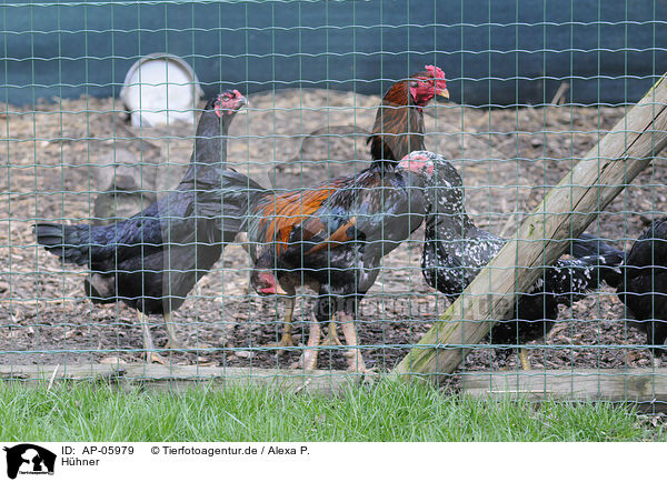 H�hner / chicken / AP-05979