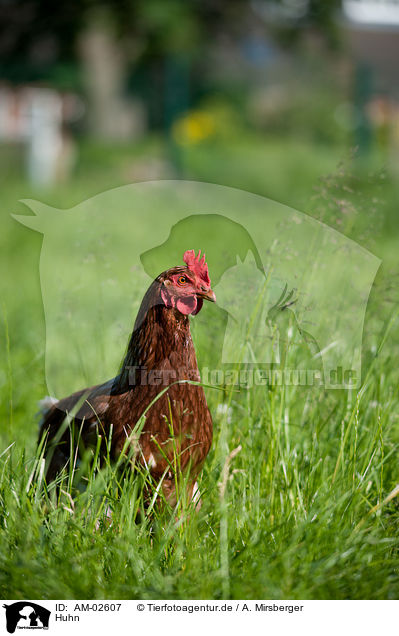 Huhn / chicken / AM-02607