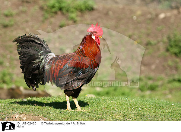 Hahn / cock / AB-02425