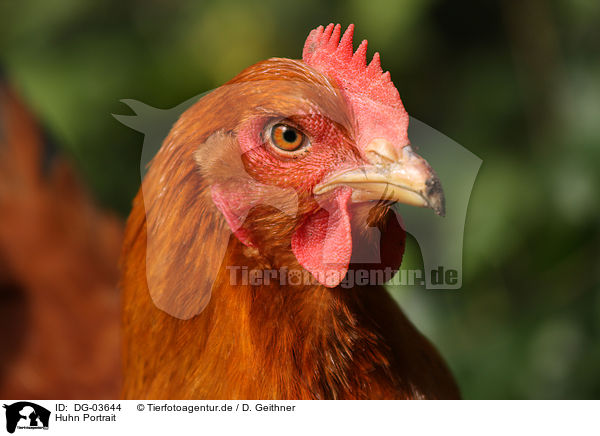 Huhn Portrait / chicken portrait / DG-03644