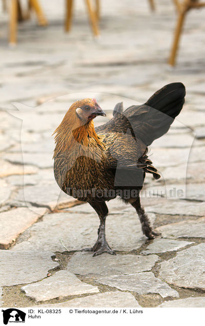 Huhn / chicken / KL-08325