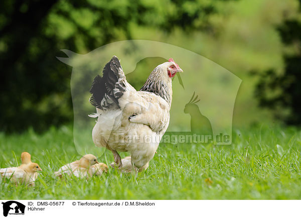 Hhner / chicken / DMS-05677
