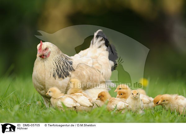 Hhner / chicken / DMS-05705