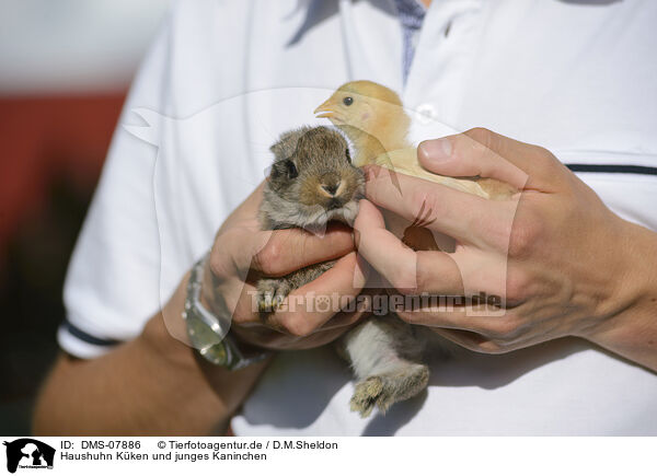 Haushuhn Kken und junges Kaninchen / rabbit and chick / DMS-07886