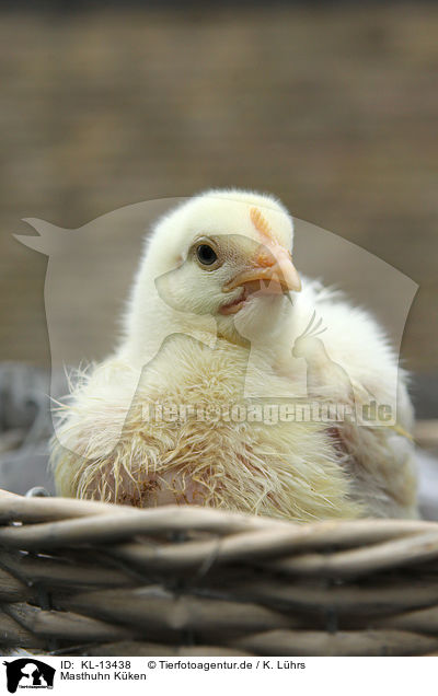 Masthuhn Kken / fattened chicken fledgling / KL-13438