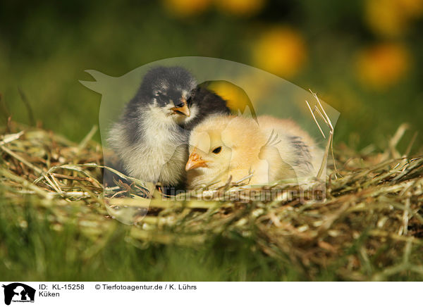 Kken / chicks / KL-15258
