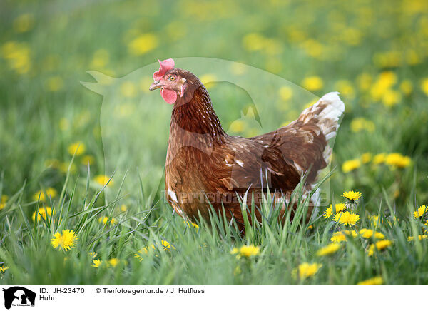Huhn / chicken / JH-23470