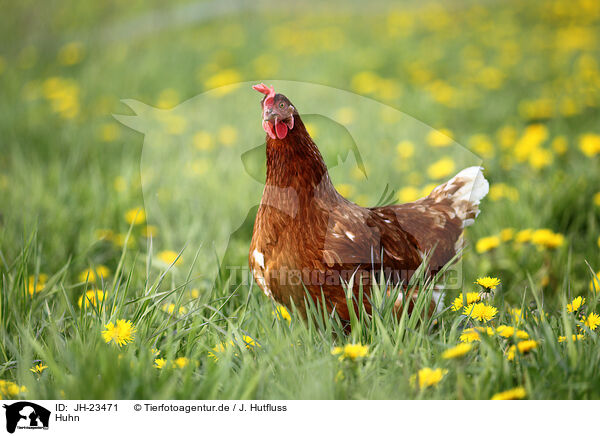 Huhn / chicken / JH-23471