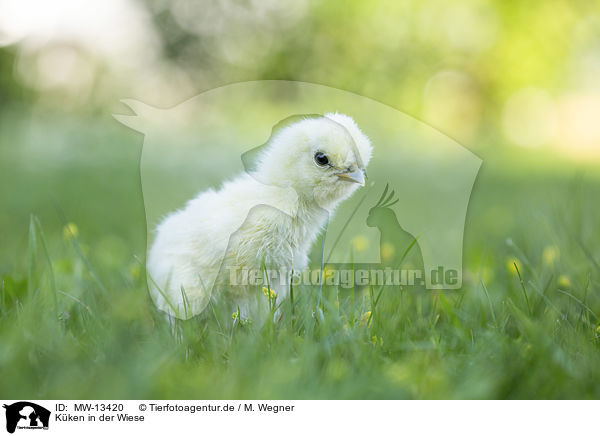 Kken in der Wiese / Chicks in the meadow / MW-13420