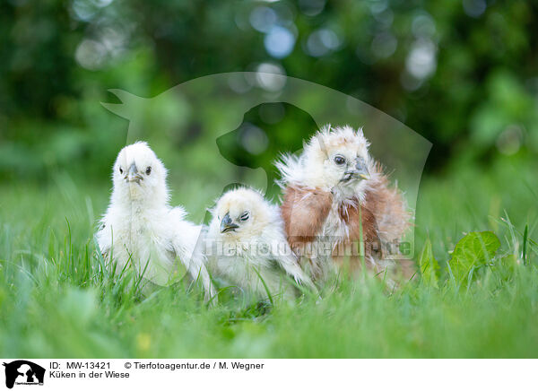 Kken in der Wiese / Chicks in the meadow / MW-13421