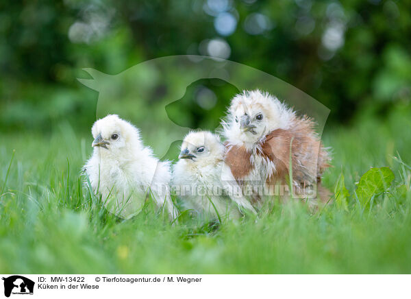 Kken in der Wiese / Chicks in the meadow / MW-13422