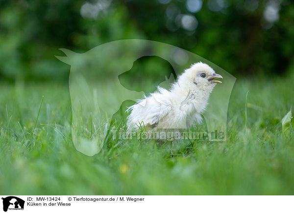 Kken in der Wiese / Chicks in the meadow / MW-13424