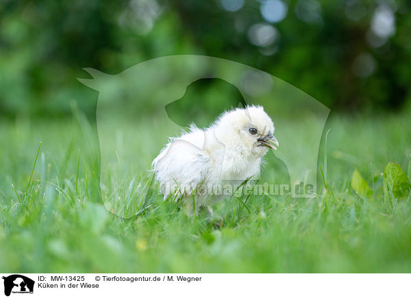 Kken in der Wiese / Chicks in the meadow / MW-13425