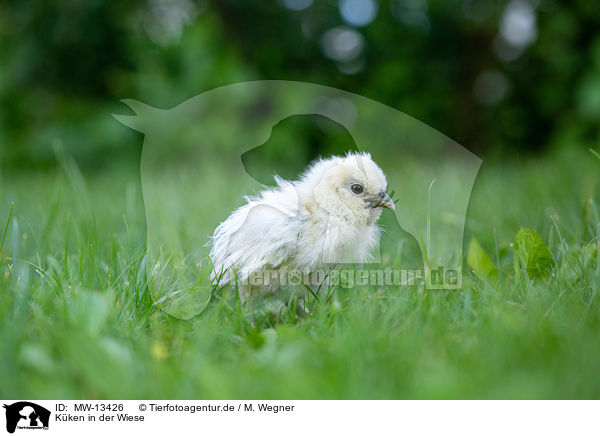 Kken in der Wiese / Chicks in the meadow / MW-13426