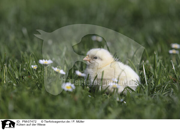 Kken auf der Wiese / Chicken on the meadow / PM-07472