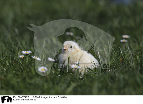 Kken auf der Wiese / Chicken on the meadow / PM-07473
